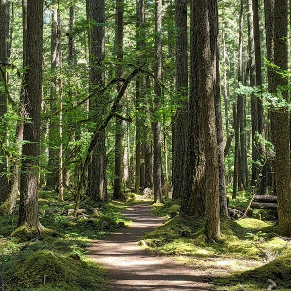 Trails in the Forest